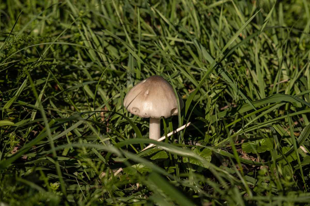 主教「燉冬菇」